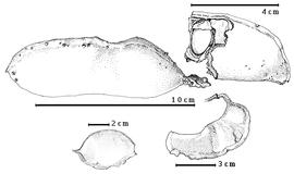  Fruit and seed:  S. brachypetala  Sonder - top left fruit, top right seed in situ;  S. latifolia  N.J. von Jacquin - bottom left fruit;  S. specios a N.J. von Jacquin - bottom right fruit.
