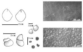  Seed, cotyledon, embryo, and testa:  S. afra  (C. Linnaeus) Bodin - center seed topographies;  S. brachypetala  Sonder - bottom far left seed topographies, top left cotyledon split and concealing radicle or nearly so (L) and embryonic axis (R);  S. latifolia  N.J. von Jacquin - testa SEMs;  S.  spp. - bottom left center seeds.
