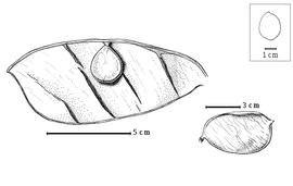  Fruit and seed:  S. fischeri  (P.H.W. Taubert) J.J.G. Léonard - right fruit;  S. zenkeri  H.A.T. Harms - left seed in situ.
