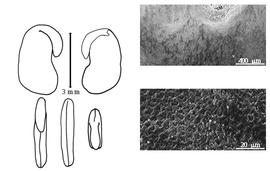  Cotyledon, embryo, and testa:  S. securidaca  (C. Linnaeus) A. von Degen & I. Doerfler - embryo, cotyledons, and testa SEMs.
