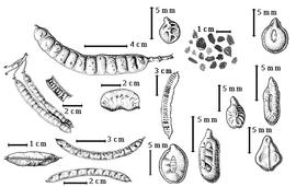  Fruit and seed:  S. alata  (C. Linnaeus) W. Roxburgh - 5th row bottom seed topography;  S. alexandrina  (Thullier) Irwin & R.C. Barneby - 4th row center seed topography;  S. armata  (S. Watson) Irwin & R.C. Barneby - 2nd row top fruit;  S. artemisioides  (Gaudichaud-Beaupre) Irwin & R.C. Barneby - 5th row top seed topography;  S. covesii  (A. Gray) Irwin & R.C. Barneby - 3rd row top seed topography;  S. hebecarpa  (Fernald) Irwin & R.C. Barneby - 1st row top fruit;  S. italica  (P. Miller) Irwin & R.C. Barneby - 2nd row center fruit;  S. ligustrina  (C. Linnaeus) Irwin & R.C. Barneby - 1st row 2nd fruit;  S. marilandica  (C. Linnaeus) Irwin & R.C. Barneby - 1st row center fruit cluster and seeds in situ;  S. multijuga  (L.C. Richard) Irwin & R.C. Barneby - 3rd row center seeds in situ, 5th row center seed topography;  S. pistaciifolia  (K.S. Kunth) Irwin & R.C. Barneby - 1st row bottom fruit;  S. reticulata  (C.L. von Willdenow) Irwin & R.C. Barneby - 4th row bottom seed topography;  S. siamea  (J.B.A.P. de M. de Lamarck) Irwin & R.C. Barneby - 3rd row bottom seed topography; S. spp. - 4th row top seeds.
