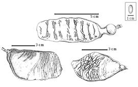  Fruit:  S. dilmyi  Fosberg - bottom right fruit;  S. minahassae  (S.H. Koorders) Merrill & Perry subsp.  ledermannii  (H.A.T. Harms) Kanis - top fruit;  S. myriadenia  (Guillemin) Planchon ex G. Bentham - bottom left fruit.
