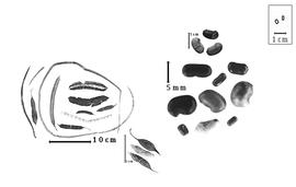  Fruit and seed:  S. vesicaria  (N.J. von Jacquin) S. Elliott - lower-center group of 3 fruits and upper-right group of 3 seeds;  S.  spp. - upper-left group of fruits and lower-right group of seeds.
