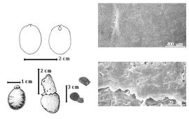  Seed, cotyledon, embryo, and testa:  S. siamensis  Teysmann - bottom left center seed topography;  S. supa  Merrill - bottom far left seed topography, top left cotyledon split and concealing radicle (L) and embryonic axis (R), testa SEMs;  S.  spp. - bottom center seeds.
