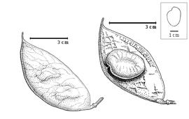  Fruit and seed:  S. letestui  (F. Pellegrin) J.J.G. Léonard - left fruit, right seed in situ.
