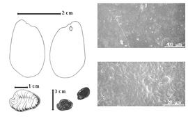  Seed, cotyledon, embryo, and testa:  S. letestui  (F. Pellegrin) J.J.G. Léonard - top left cotyledon notched and concealing radicle (L) and embryonic axis (R), bottom far left seed topography, bottom left center seeds, testa SEMs.
