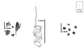  Fruit and seed:  S. elliotti  E.G. Baker var. elliotti - center young fruit (modified from Gillett et al., 1971);  S.  spp. - left fruits and fruits within calyx and bracts and right seeds.
