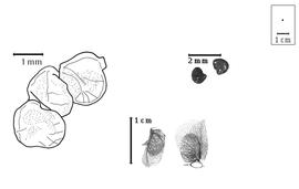  Fruit and seed:  S. semperflorens  C.F.P. von Martius - left partial fruit, bottom fruit and fruits in marcesent corolla, and top right seeds.
