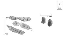  Fruit and seed:  S. saharae  (E.S.-C. Cosson & E. Reboul) A.N. Pomel - fruits and seeds.
