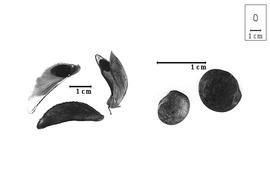  Fruit and seed:  S. kilimandscharicum  P.H.W. Taubert - fruits and seeds.
