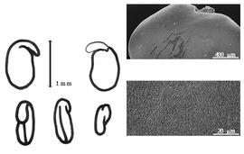  Cotyledon, embryo, and testa:  S. vimineum  J.E. Smith - embryo, cotyledons, and testa SEMs.
