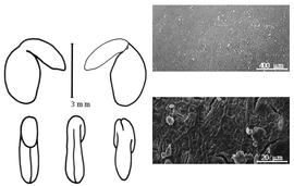  Cotyledon, embryo, and testa:  S. salsula  (P.S. von Pallas) A.P. de Candolle - embryo, cotyledons, and testa SEMs.
