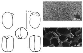  Cotyledon, embryo, and testa:  S. stenocarpa  (C.F. Hochstetter ex A. Richard) H.A.T. Harms - embryo, cotyledons, and testa SEMs.
