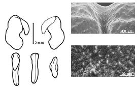  Cotyledon, embryo, and testa:  S. constrictum  (S. Watson) J.N. Rose - embryo, cotyledons, and testa SEMs.
