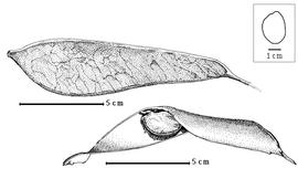  Fruit and seed:  S. staudtii  H.A.T. Harms - top fruit, bottom seed in situ.
