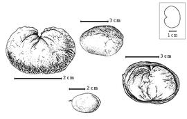  Fruit:  S. monosperma  (E.L.R. Tulasne) I. Urban - top center and bottom center fruits, top left seed topography, bottom right seed in situ.
