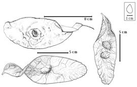  Fruit and seed:  S. micranthus  H.A.T. Harms - top left seed in situ, bottom left 1-seeded fruit, right 2-seeded fruit.
