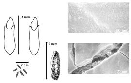  Seed, cotyledon, embryo, and testa:  S. bergii  H.A.T. Harms - top left cotyledon notched and barely investing conspicuous radicle (L) and embryonic axis (R), bottom far left seeds, bottom left center seed topography, testa SEMs.
