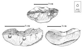  Fruit and seed:  S. pancheri  Vieillard - bottom right dehisced fruit, bottom left seeds in situ;  S. vitiensis  B.C. Seemann - top fruit.
