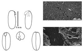  Cotyledon, embryo, and testa:  S. helvula  (C. Linnaeus) S. Elliott - embryo, cotyledons, and testa SEMs.
