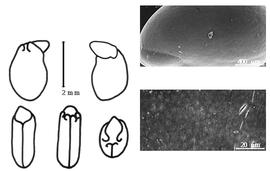  Cotyledon, embryo, and testa:  S. guianensis  (J.B.C.F. Aublet) O.P. Swartz - embryo, cotyledons, and testa SEMs.
