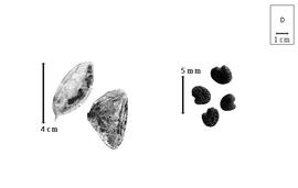  Fruit and seed:  S. frutescens  (C. Linnaeus) R. Brown - seeds; S. spp. - fruits.
