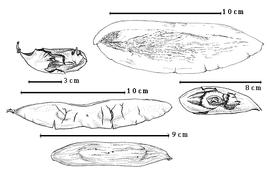  Fruit:  T. cavipes  (Spruce ex G. Bentham) Macbride - top left 1-seeded fruit with partially exfoliated epicarp;  T. guianensis  G. Bentham - bottom left 2-seeded fruit;  T. paniculata  J.B.C.F. Aublet - right center seed in situ;  T. versicolor  Standley & Williams - top right 1-seeded fruit without exocarp.
