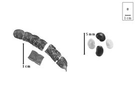  Fruit and seed:  T. triquetrum  (C. Linnaeus) H. Ohashi - fruits (entire but separated and two united articles) and seeds.
