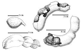  Fruit and seed:  T. indica  C. Linnaeus - top left fruit, top right fruit with eroded epicarp, bottom left fruit, bottom right endocarp segments in situ.
