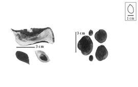  Fruit and seed:  T.  spp. - valves and seeds.
