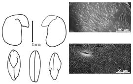  Cotyledon, embryo, and testa:  T. lappacea  (P. Forsskål) A.P. de Candolle - embryo, cotyledons, and testa SEMs.
