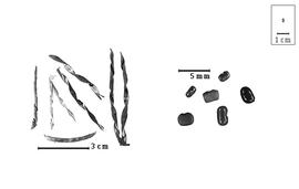  Fruit and seed:  T.  spp. - fruits and seeds.
