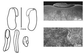  Cotyledon, embryo, and testa:  T. uncinatus  (C. Linnaeus) O.P. Swartz - embryo, cotyledons, and testa SEMs.
