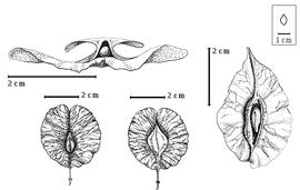  Fruit and seed:  T. geayi  J.-H. Humbert - bottom left upper view of fruit, bottom center lower view of fruit, right seed in situ, top left fruit in transection.
