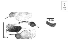  Fruit and seed:  T. tipu  (G. Bentham) C.E.O. Kuntze - fruits and seed.
