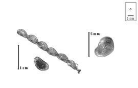  Fruit and seed:  T. unifoliolatus  E.D. Merrill - fruit (immature and nearly entire), article (mature), and seed.
