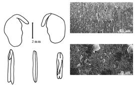  Cotyledon, embryo, and testa:  T. unifoliolatus  E.D. Merrill - embryo, cotyledons, and testa SEMs.
