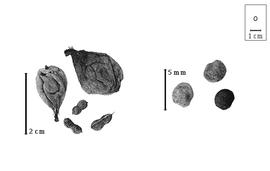  Fruit and seed:  T. teraphyllum  (C. Linnaeus) J.P. Fourreau - fruits, fruiting calyx, and seeds.
