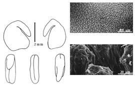  Cotyledon, embryo, and testa:  T. teraphyllum  (C. Linnaeus) J.P. Fourreau - embryo, cotyledons, and testa SEMs.
