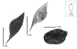  Fruit and seed:  U. erythrinoides  H.A.T. Harms - fruits and seed.
