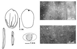  Cotyledon, embryo, and testa:  U. erythrinoides  H.A.T. Harms - embryo, cotyledons, magnification, and testa SEMs.
