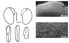  Cotyledon, embryo, and testa:  U. picta  (N. von Jacquin) A.N. Desvaux ex A.P. de Candolle - embryo, cotyledons, and testa SEMs.
