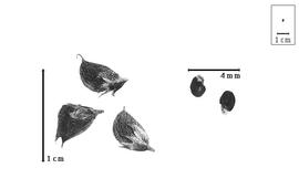  Fruit and seed:  U. capitatus  P.K.N.S. Turczaninow - fruits with calyx (closed and dehisced) and seeds.
