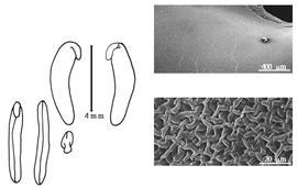  Cotyledon, embryo, and testa:  V. retusa  (G. Bentham) S. Rauschert - embryo, cotyledons, and testa SEMs.
