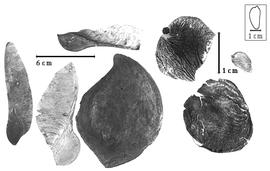  Fruit and seed:  V.  spp. - fruits and seeds.
