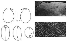  Cotyledon, embryo, and testa:  V. formosa  (C. von Steven) A.A. Federov - embryo, cotyledons, and testa SEMs.
