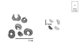  Fruit and seed:  V. abyssinicum  (A. Richard) J.B. Gillett - fruits and seeds.
