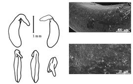  Cotyledon, embryo, and testa:  V. abyssinicum  (A. Richard) J.B. Gillett - embryo, cotyledons, and testa SEMs.
