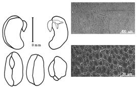  Cotyledon, embryo, and testa:  V. unguiculata  (C. Linnaeus) G.W. Walpers subsp. unguiculata - embryo, cotyledons, and testa SEMs.
