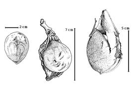  Fruit:  V. americana  Sandwith - left seed topography, center seed in situ;  V. pellidior  Ducke - right cracked fruit.
